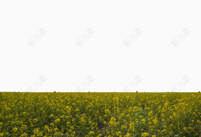 北京海淀上庄镇油菜花