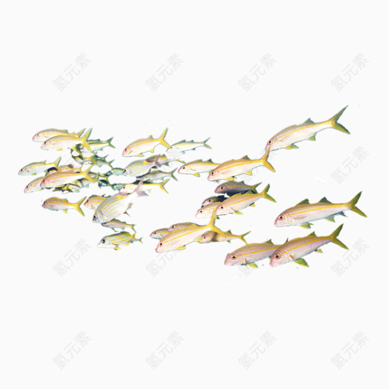 海底世界鱼群