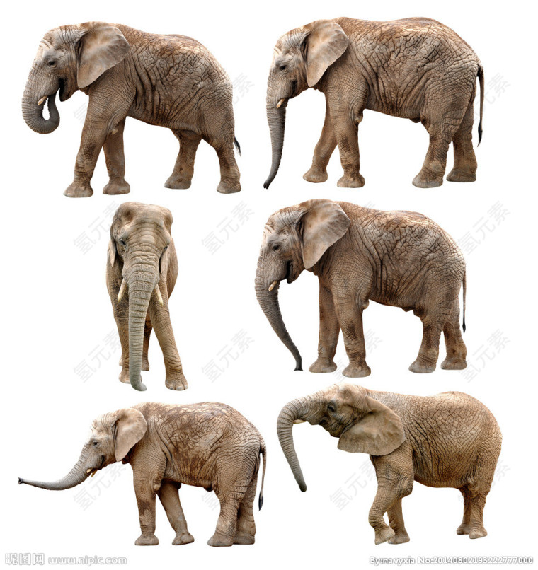 不同角度的大象