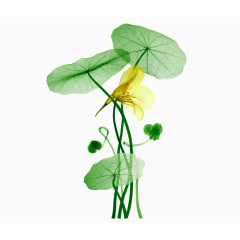 透明碧绿的荷叶免抠图