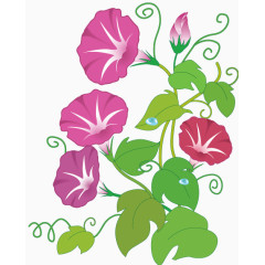 优雅植物 喇叭花