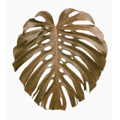 褐色简约枯叶装饰图案