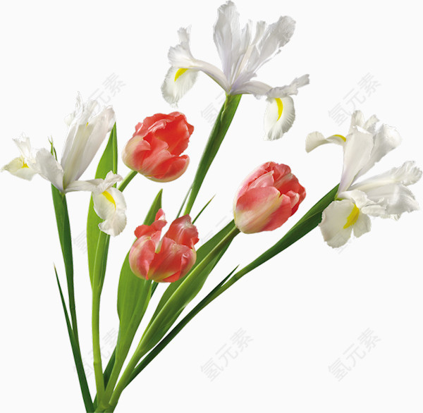 白色鸢尾花