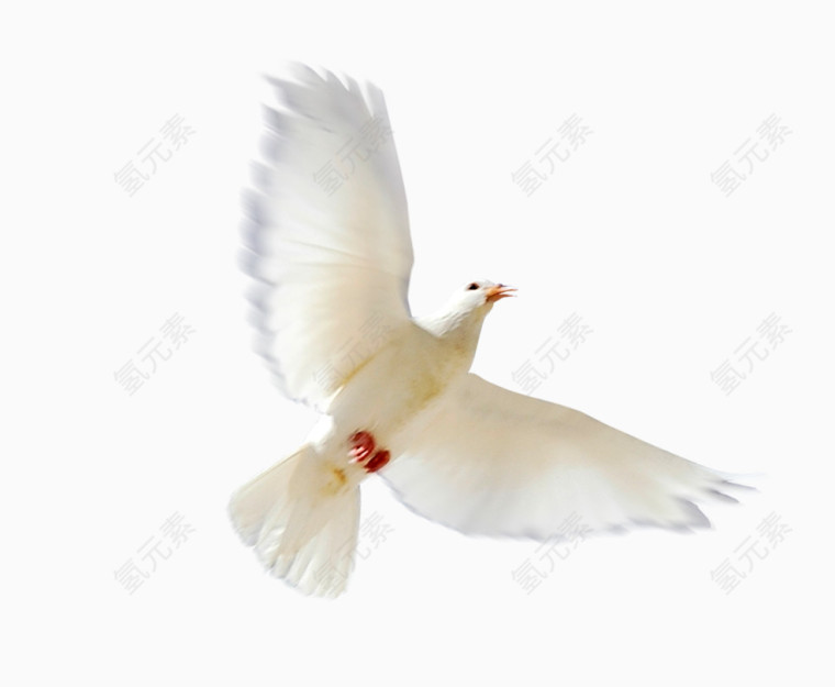 唯美可爱鸟鸽子