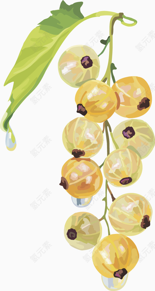 水果矢量图灯笼果