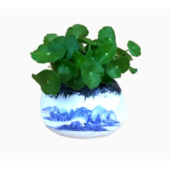 家居装饰金钱草