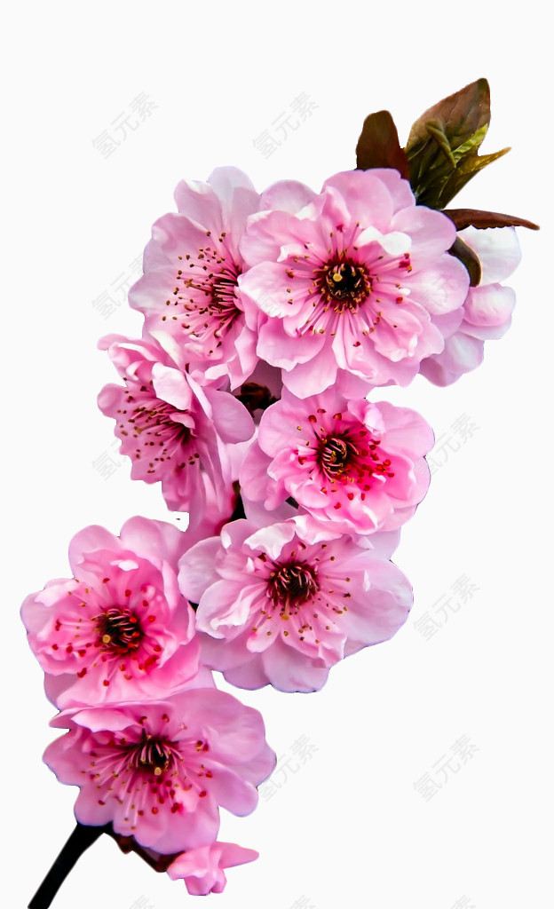 桃花素材