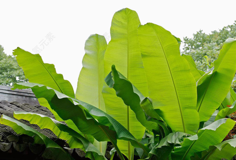芭蕉树叶素材