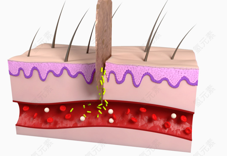 皮肤组织横切面图片
