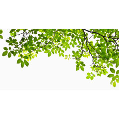 春天树叶背景素材高清图片