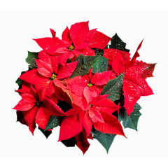 红色的花朵装饰