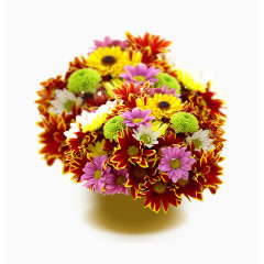 菊花摆设