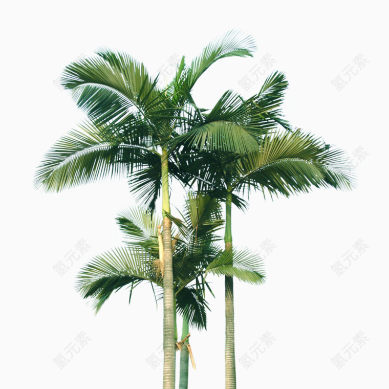 椰子树