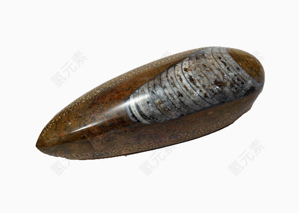 浮游生物化石