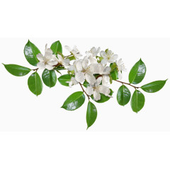 漂亮垂丝海棠花枝