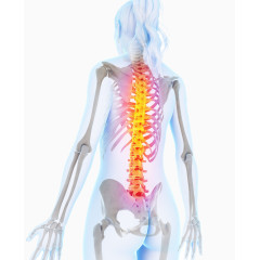 人体骨骼医疗图片