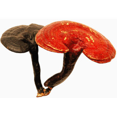 灵芝仙草灵药素材