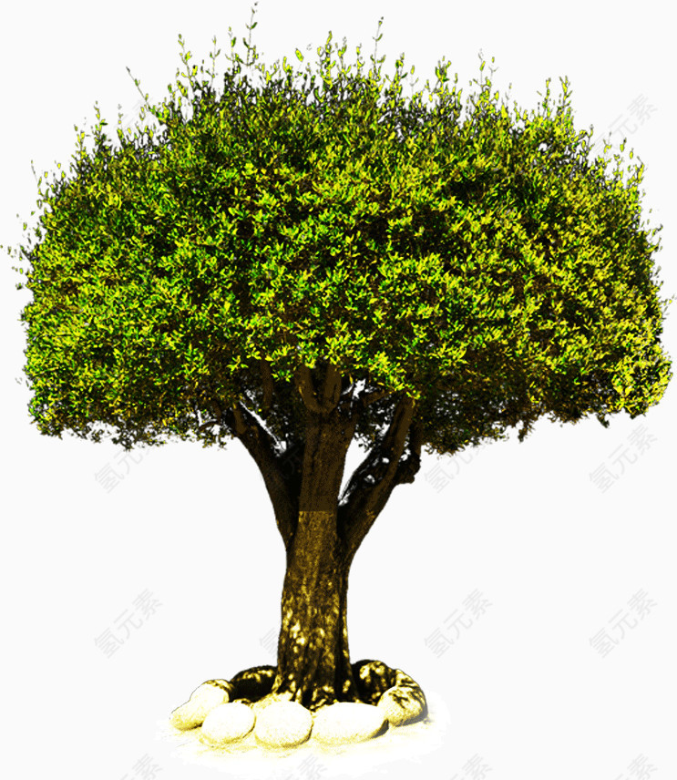 葱郁茂密的大树