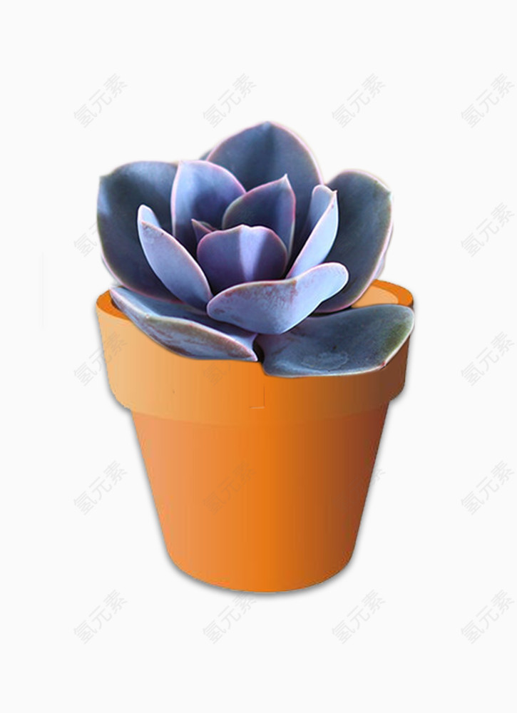 多肉盆栽石莲花