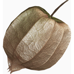 棕色漂亮灯笼花