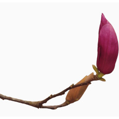 一枝独秀的花蕾