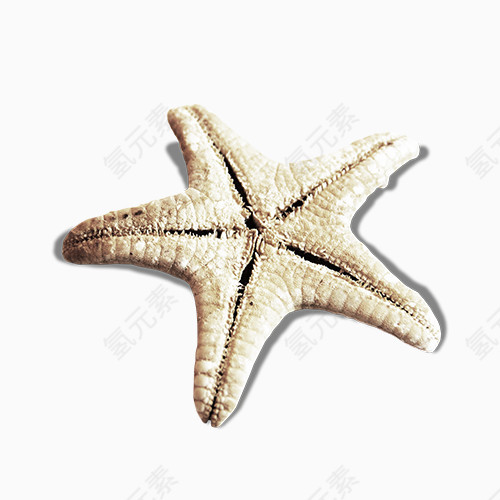海星