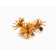 免抠素材虫草图片