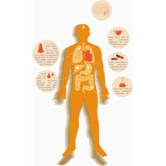 矢量人体内部结构
