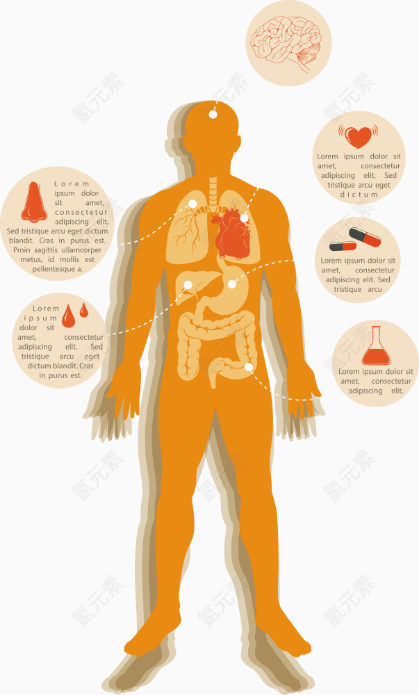 矢量人体内部结构