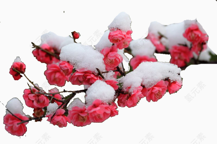 梅不畏雪的严寒