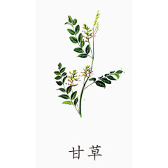 中药材甘草