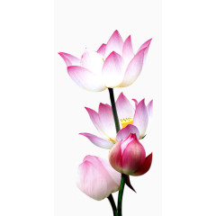 水中莲花装饰素材