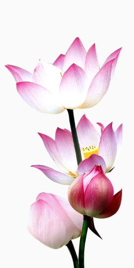 水中莲花装饰素材