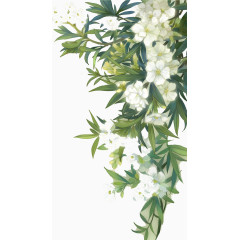 白色盛开花朵与绿叶