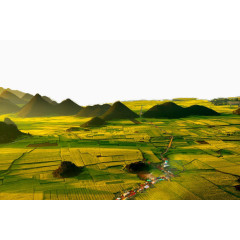 云南罗平油菜花海