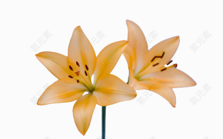 开在一枝上的黄色百合姊妹花