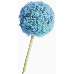 蓝色满天星花团