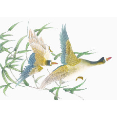 飞起的野鸭