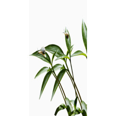 城市绿色文明绿叶上的蜗牛