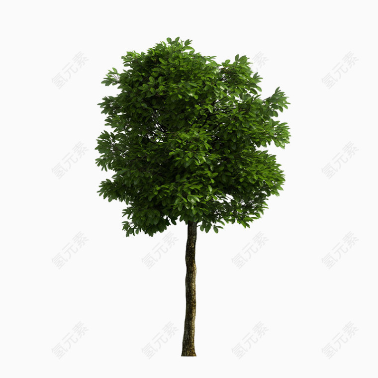 天然小树