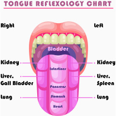 舌头与人体对应的器官
