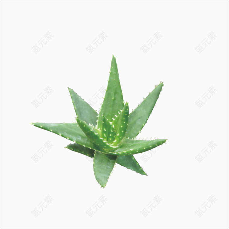 芦荟