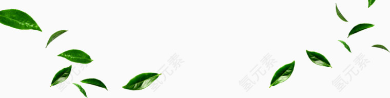 小清晰绿叶飘落