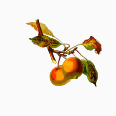 树上黄桃图片素材