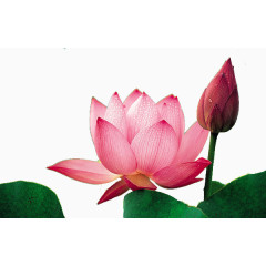 淡雅的粉色莲花