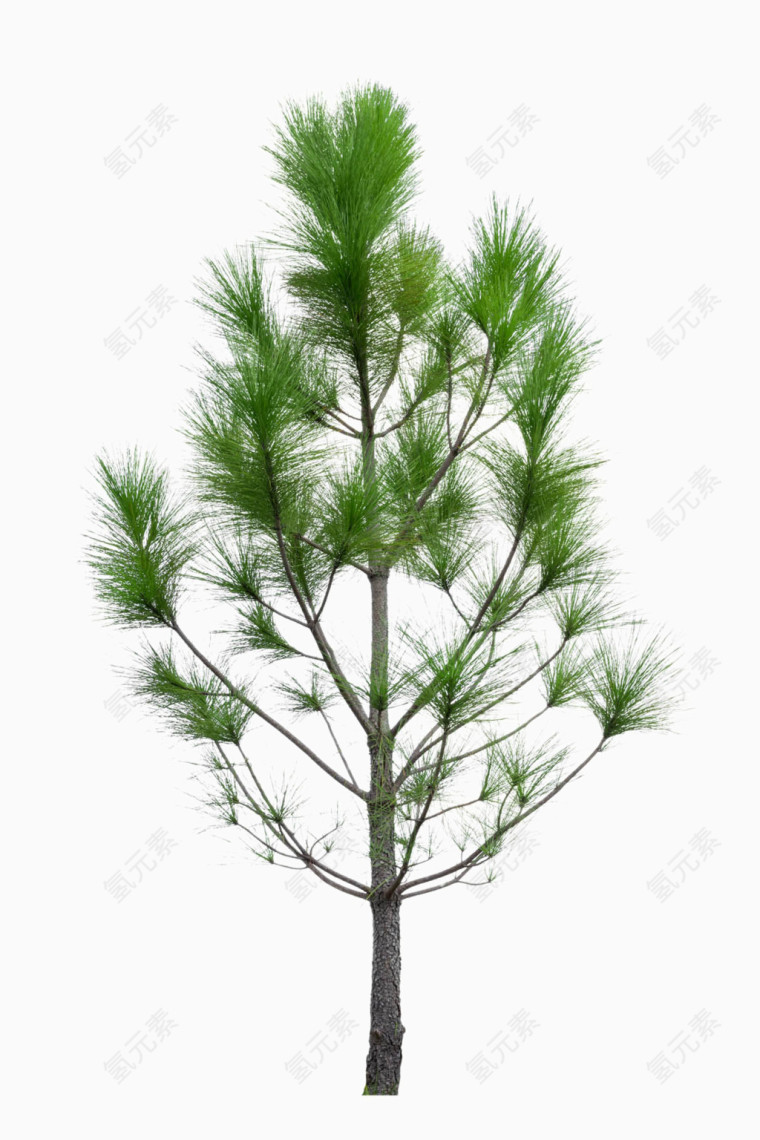 茂盛的树木