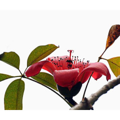 红色木棉花带绿叶