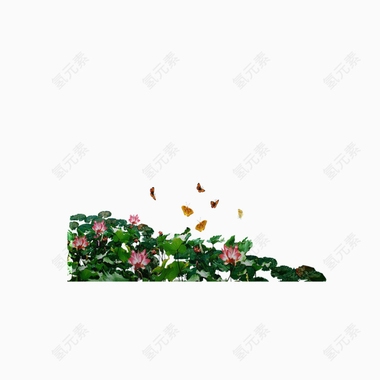 蝴蝶 荷叶 荷花 粉色 池塘