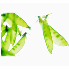 豌豆图片素材