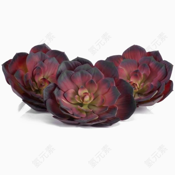 深红色多肉植物